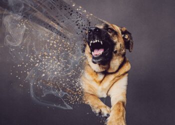 Cane che abbaia in condominio: come difenderci?