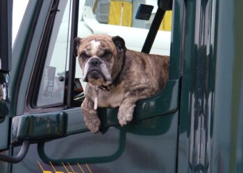 Si può mettere il cane nel bagagliaio dell’auto?