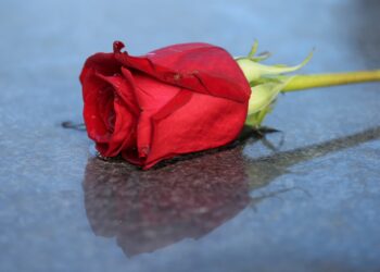 Se muore il marito cosa spetta alla moglie?